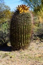 Arizona Barrel Cactus Sonora Desert Arizona