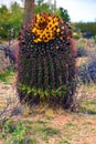 Arizona Barrel Cactus Sonora Desert Arizona