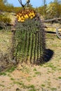 Arizona Barrel Cactus Sonora Desert Arizona