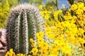 Arizona Barrel Cactus with Wildflowers