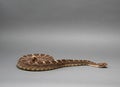 Arizona Black Rattlesnake on Background Crotalus cerberus