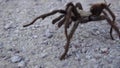 Arizona blond tarantula aphonopelma chalcodes mature male running on the ground. Arizona, USA