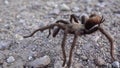 Arizona blond tarantula aphonopelma chalcodes mature male running on the ground. Arizona, USA