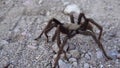 Arizona Blond Tarantula Aphonopelma chalcodes mature male running on the ground. Arizona, USA