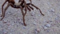 Arizona Blond Tarantula Aphonopelma chalcodes mature male running on the ground. Arizona, USA