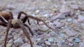 Arizona Blond Tarantula Aphonopelma chalcodes mature male running on the ground. Arizona, USA