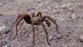 Arizona Blond Tarantula Aphonopelma chalcodes mature male running on the ground. Arizona, USA