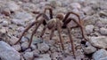 Arizona Blond Tarantula Aphonopelma chalcodes mature male running on the ground. Arizona, USA