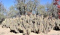 Arizona, Boyce Thompson Arboretum: Devil Cholla with Yellow Fruit