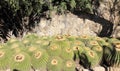 Arizona, Boyce Thompson Arboretum: Golden Barrel Cacti Royalty Free Stock Photo