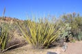 Arizona, Boyce Thompson Arboretum: Hesperaloe Funifera