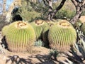 Arizona, Boyce Thompson Arboretum: Large Golden Barrel Cacti