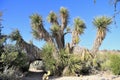 Arizona, Boyce Thompson Arboretum: Yucca Filifera or Tree Yucca