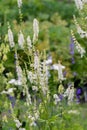 Arizona bugbane Actaea arizonica racemes of creamy-white flowers in a garden