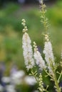 Arizona bugbane Actaea arizonica races of creamy-white flowers
