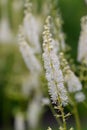 Arizona bugbane Actaea arizonica raceme with creamy-white flowers