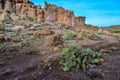 Arizona Cacti, Engelmann prickly pear, cactus apple (Opuntia engelmannii), cacti in the winter in the mountains Royalty Free Stock Photo