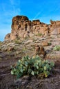 Arizona Cacti, Engelmann prickly pear, cactus apple (Opuntia engelmannii), cacti in the winter in the mountains Royalty Free Stock Photo