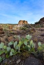 Arizona Cacti, Engelmann prickly pear, cactus apple (Opuntia engelmannii), cacti in the winter in the mountains Royalty Free Stock Photo