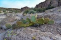 Arizona Cacti, Engelmann prickly pear, cactus apple (Opuntia engelmannii), cacti in the winter in the mountains Royalty Free Stock Photo