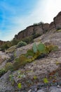 Arizona Cacti, Engelmann prickly pear, cactus apple (Opuntia engelmannii), cacti in the winter in the mountains Royalty Free Stock Photo