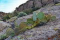 Arizona Cacti, Engelmann prickly pear, cactus apple (Opuntia engelmannii), cacti in the winter in the mountains Royalty Free Stock Photo