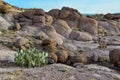 Arizona Cacti, Engelmann prickly pear, cactus apple (Opuntia engelmannii), cacti in the winter in the mountains Royalty Free Stock Photo