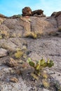 Arizona Cacti, Engelmann prickly pear, cactus apple (Opuntia engelmannii), cacti in the winter in the mountains Royalty Free Stock Photo