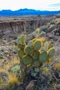 Arizona Cacti, Engelmann prickly pear, cactus apple (Opuntia engelmannii), cacti in the winter in the mountains Royalty Free Stock Photo