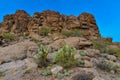 Arizona Cacti, Engelmann prickly pear, cactus apple (Opuntia engelmannii), cacti in the winter in the mountains Royalty Free Stock Photo