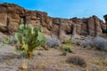 Arizona Cacti, Engelmann prickly pear, cactus apple (Opuntia engelmannii), cacti in the winter in the mountains Royalty Free Stock Photo