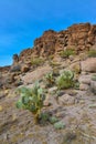 Arizona Cacti, Engelmann prickly pear, cactus apple (Opuntia engelmannii), cacti in the winter in the mountains Royalty Free Stock Photo