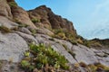 Arizona Cacti, Engelmann prickly pear, cactus apple (Opuntia engelmannii), cacti in the winter in the mountains Royalty Free Stock Photo