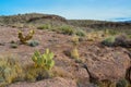 Arizona Cacti, Engelmann prickly pear, cactus apple (Opuntia engelmannii), cacti in the winter in the mountains Royalty Free Stock Photo