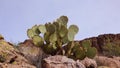 Arizona Cacti. Engelmann prickly pear, cactus apple Opuntia engelmannii, cacti in the winter in the mountains