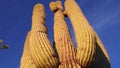 Arizona cacti. A view looking up a Saguaro cactus carnegia gigantia from its base