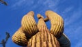 Arizona cacti. A view looking up a Saguaro cactus carnegia gigantia from its base
