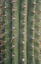 Arizona cacti. A view looking up a Saguaro cactus Carnegiea gigantea