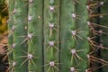 Arizona cacti. A view looking up a Saguaro cactus Carnegiea gigantea