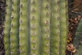 Arizona cacti. A view looking up a Saguaro cactus Carnegiea gigantea