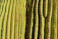 Arizona cacti. A view looking up a Saguaro cactus Carnegiea gigantea from its base