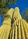 Arizona cacti. A view looking up a Saguaro cactus Carnegiea gigantea from its base