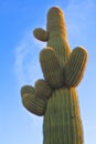 Arizona Desert Saguaro Cactus