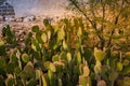 Large cactus garden and exposed brick wall