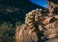 Arizona cactus mountains light nature