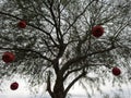 Arizona Christmas Tree, city sidewalk Royalty Free Stock Photo