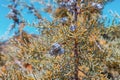 Arizona cypress cones closeup in bright sunlight in summer