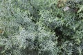 Arizona cypress Cupressus arizonica `Blue Ice`
