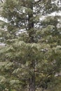 Arizona cypress tree