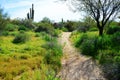 Arizona Desert Arroyo